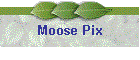 Moose Pix